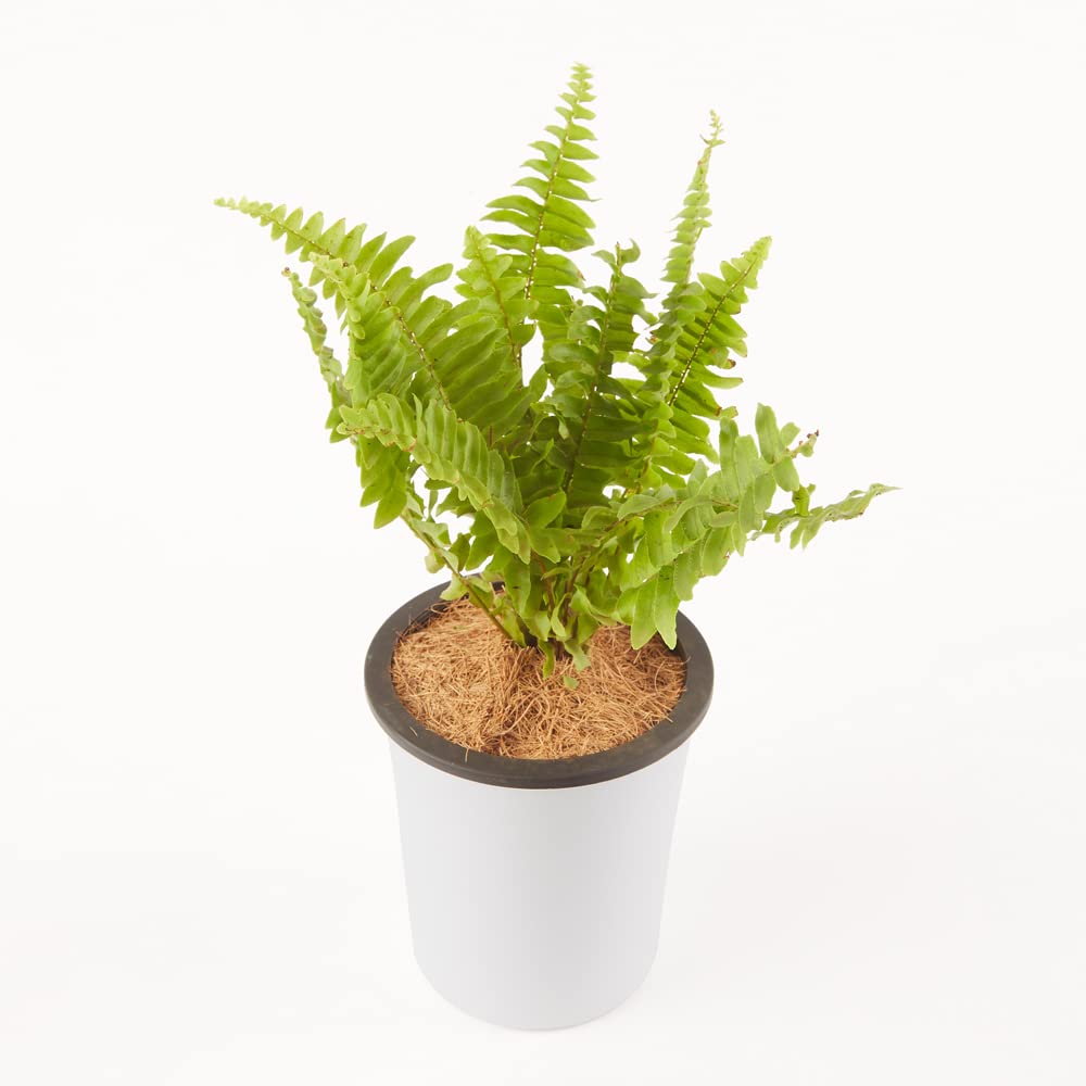 Buy Ratanshi Agro Hortitech Boston Fern Dwarf Live Indoor Plant
